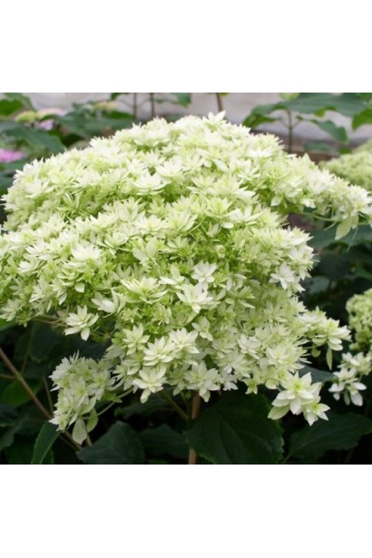 Крупним планом білі махрові квіти гортензії ‘Hayes Starburst’.